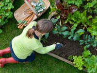 Comment décorer le jardin de ses propres mains: conception créative et décomposition en zones (53 photos + vidéo)